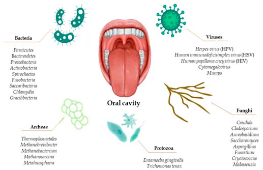 Bacterias en la boca: Así funciona nuestra microbiota oral